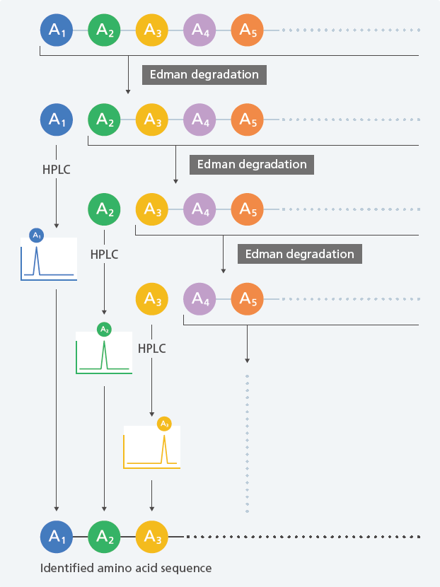Principle of Analysis Using a Protein Sequencer