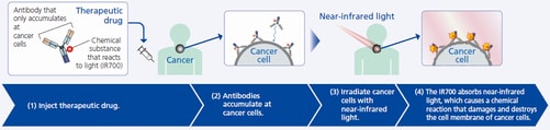 Mechanism of How  Cancer Photoimmunotherapy Works