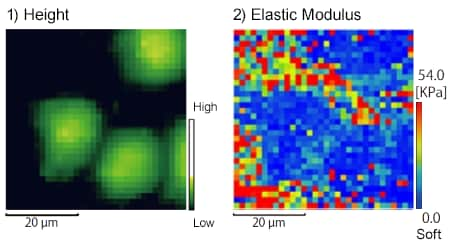 Fig. 1 Mapping of the Shape and Elastic Modulus
