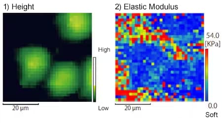 Measurement of the Physical Properties of HeLa Cells