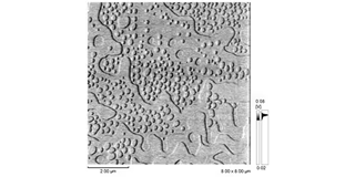 Ferroelectric (TGS) Cleavage Surface II