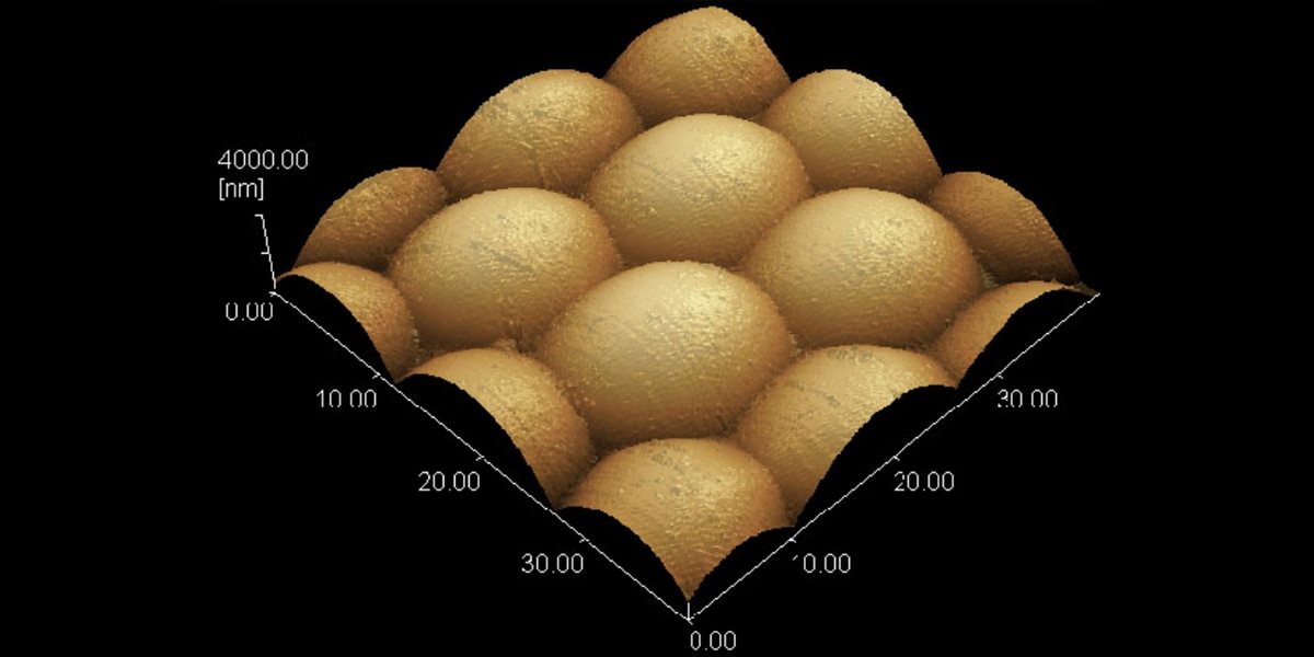 Observation of compound eyes of ants