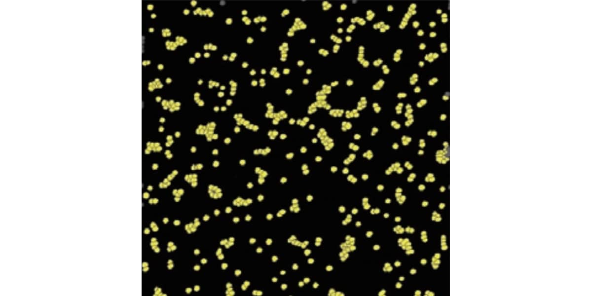 Particle size measurement of nanoparticles