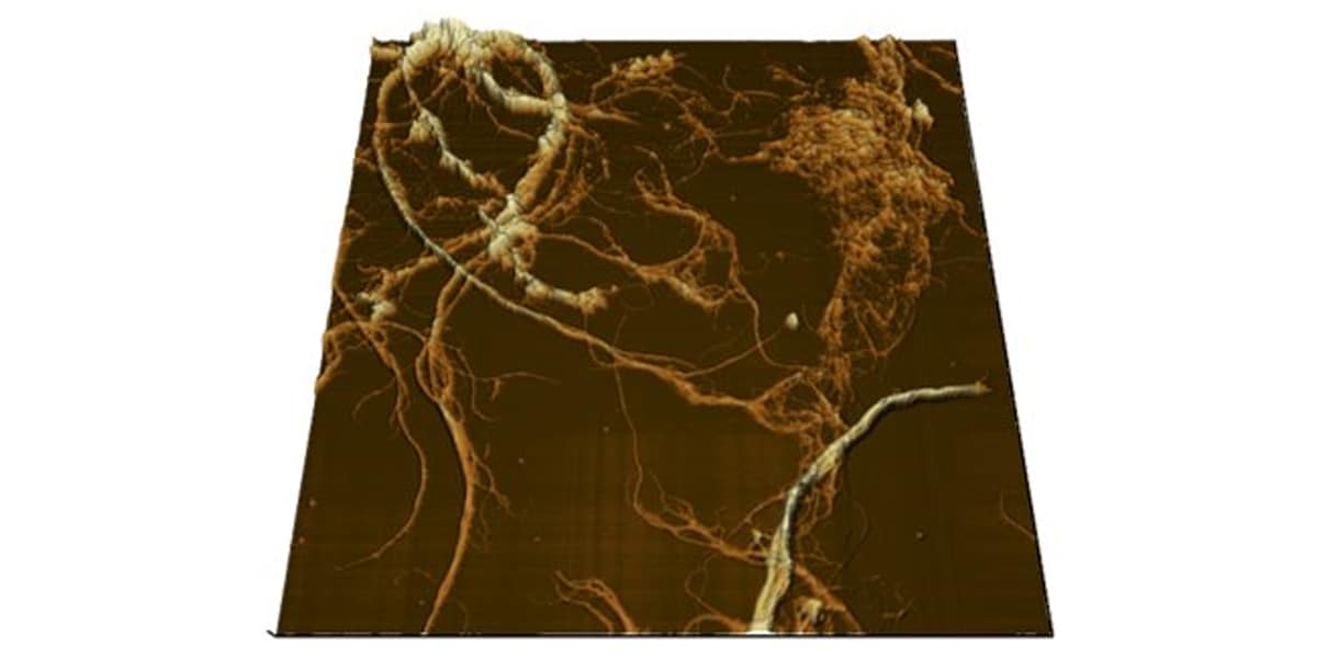 Observation of shape change of cellulose nanofiber by fiber disintegration