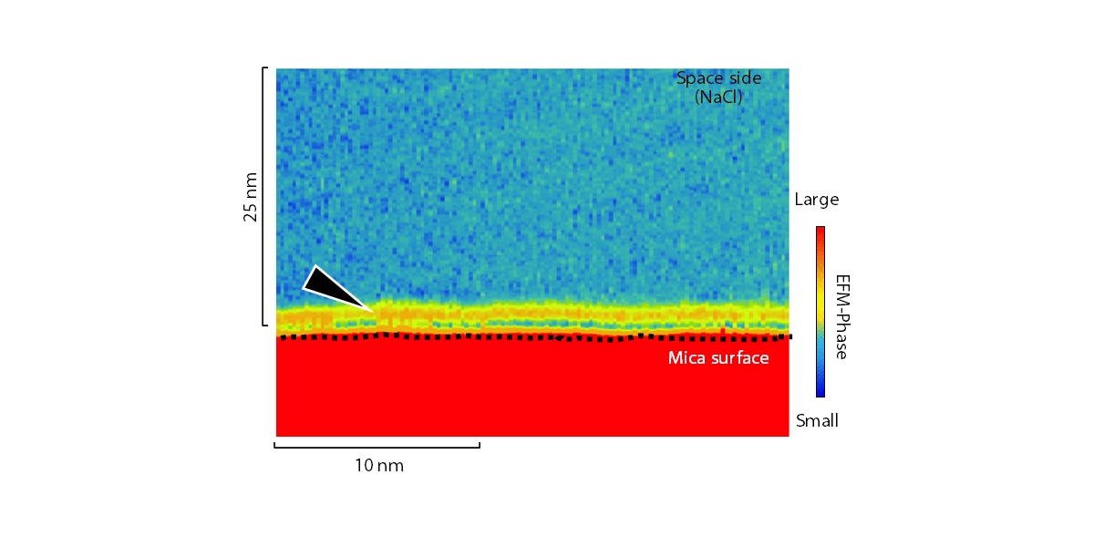 Electric force distribution in electrolytic solution related to corrosion and battery