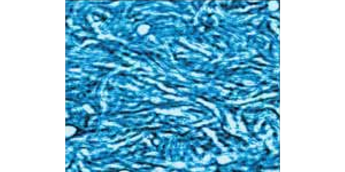 Observation of lamellar structure of polymer film